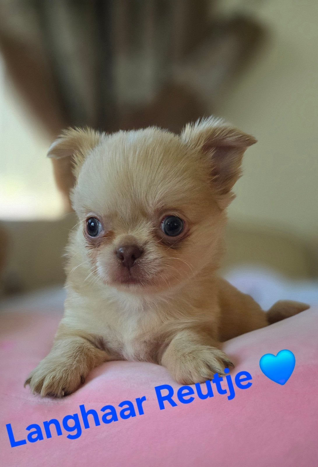 Prachtige Langharige chihuahua pups, België, Fokker | Hobbymatig, CDV (hondenziekte), 8 tot 15 weken