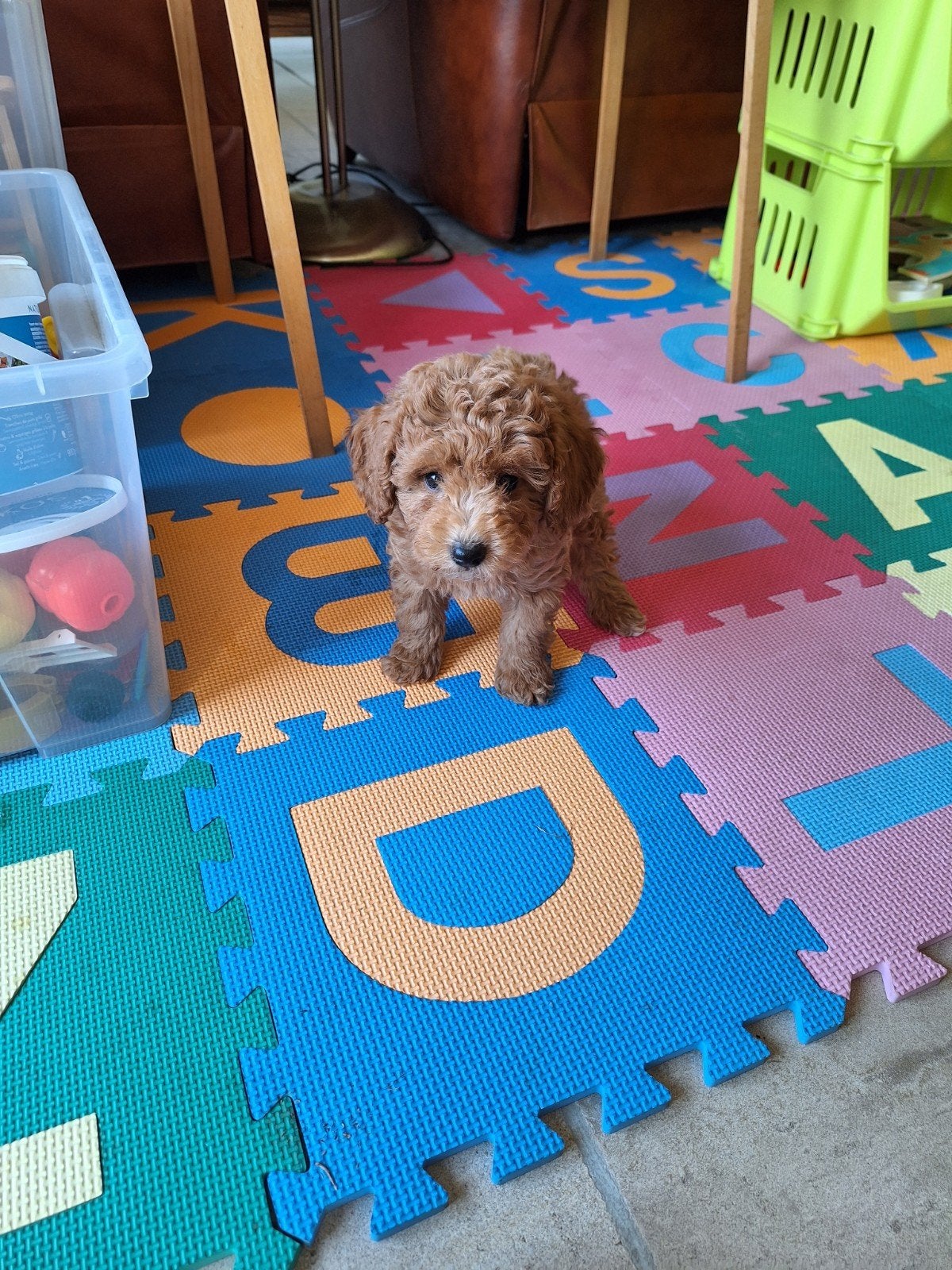 Dwergpoedel pups, Animaux & Accessoires, Chiens | Chihuahuas & Chiens de compagnie, Caniche, Maladie de Carré (chiens), Belgique
