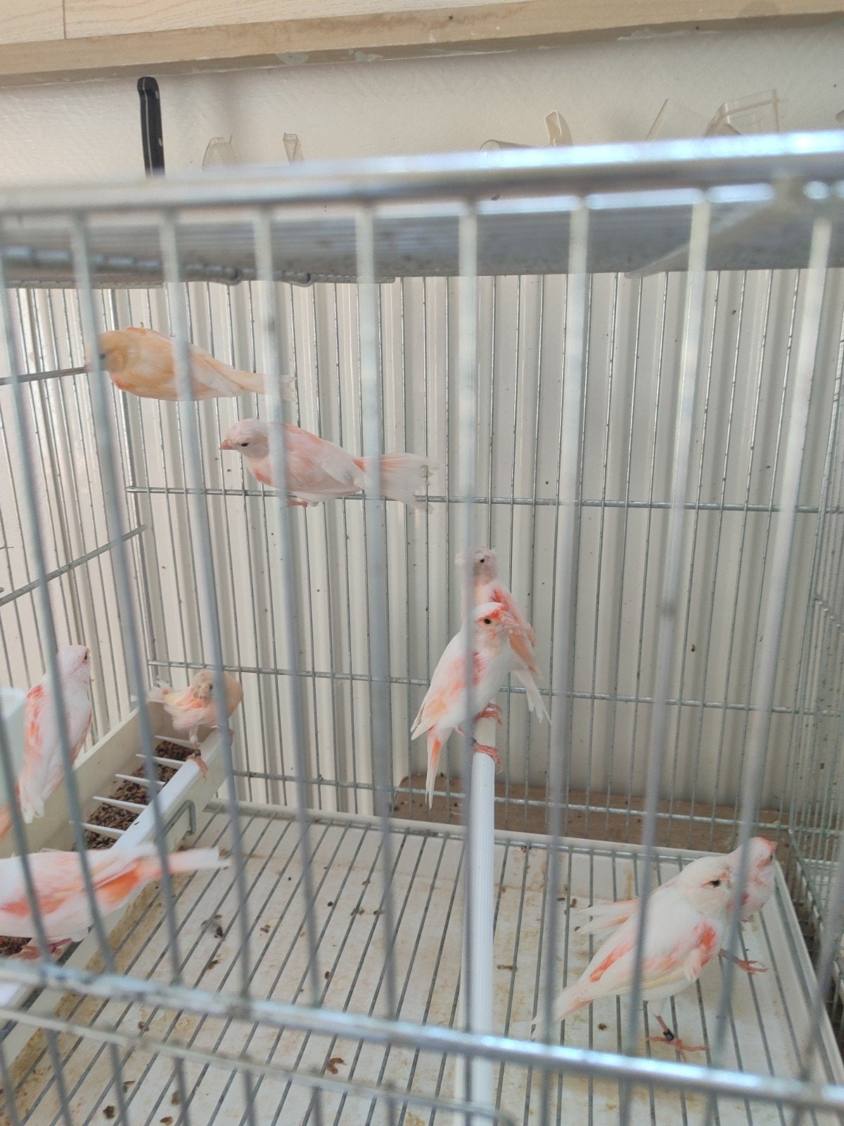 femelle canari mosaïque rouge 2026, Enlèvement