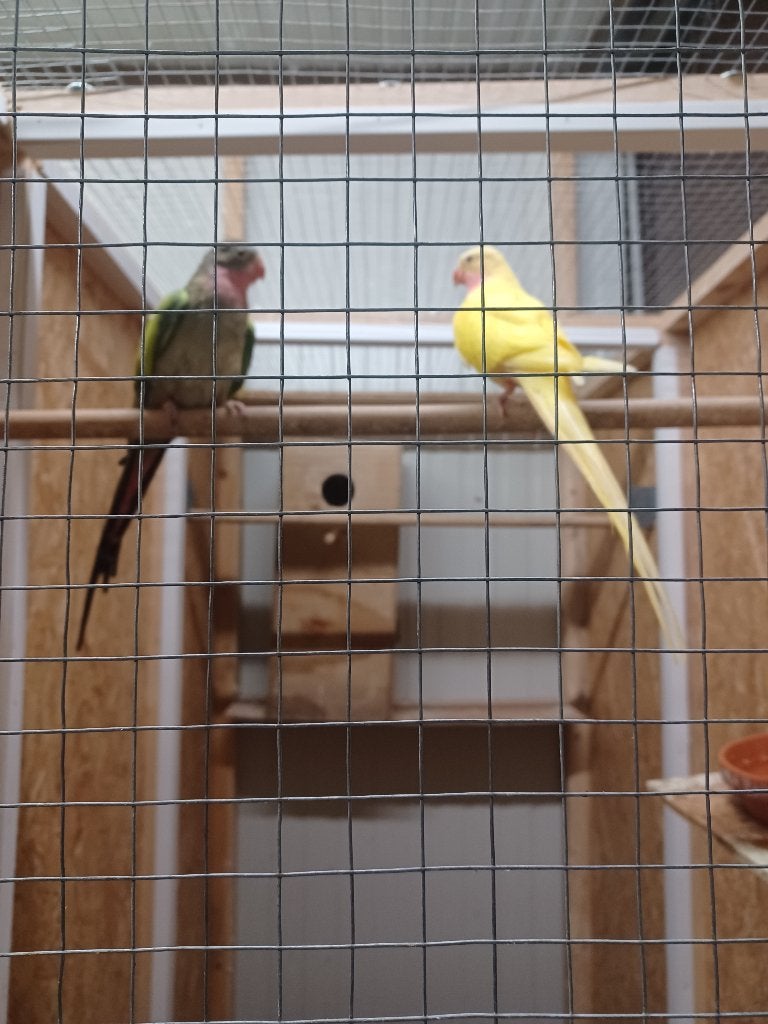 Princess van wales parkiet, Dieren en Toebehoren, Parkiet, Geringd
