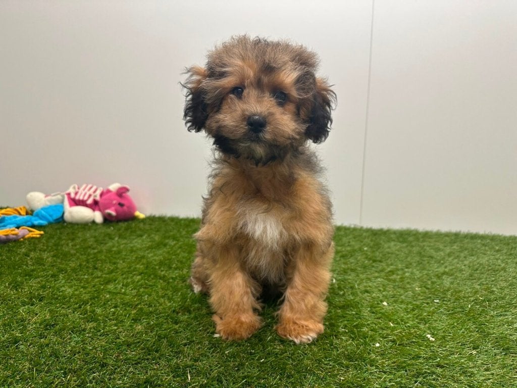 Chiots Havapoo, Hépatite contagieuse (maladie de Rubarth), Plusieurs, Belgique, Plusieurs animaux