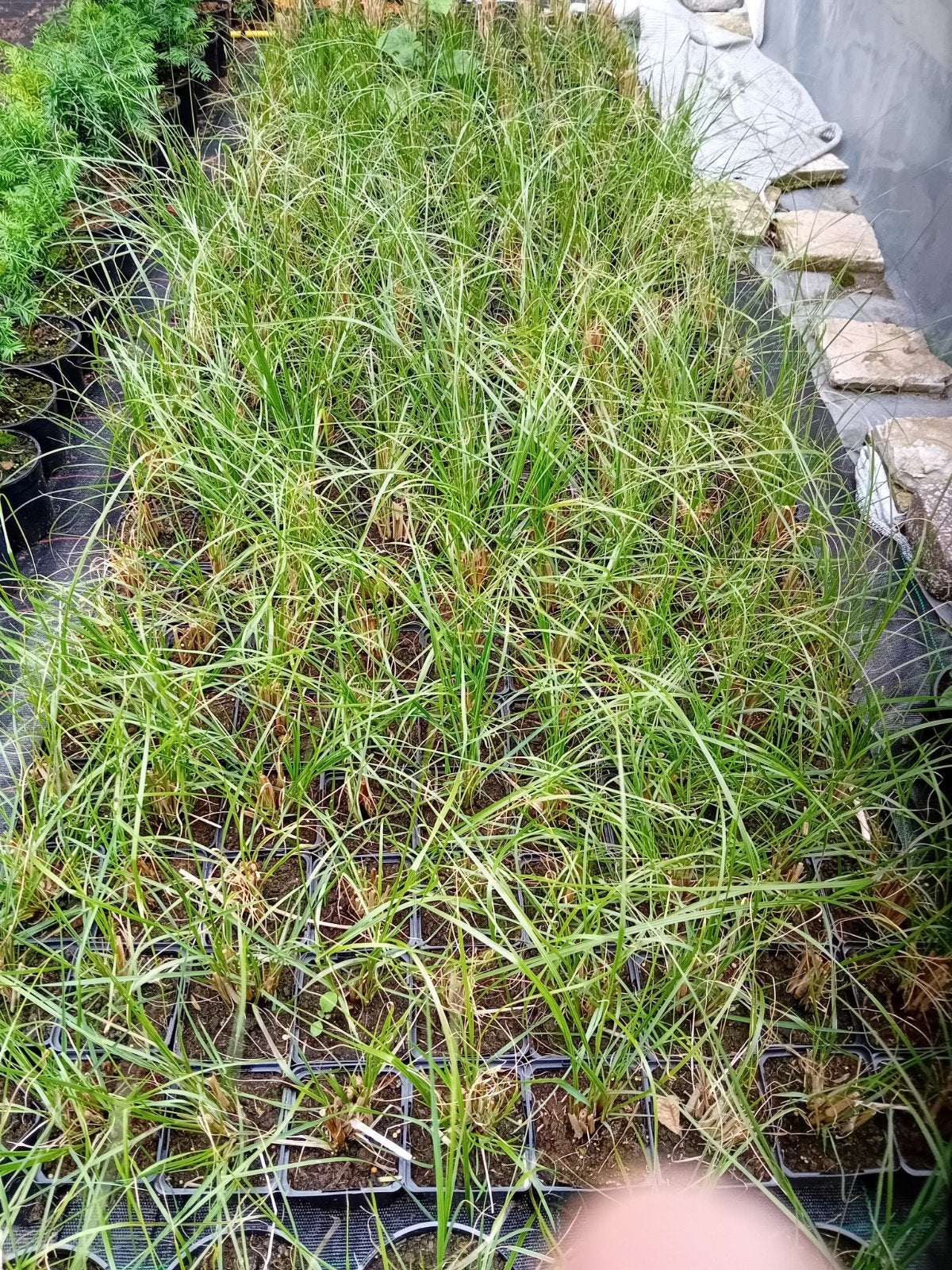 Pennisetum hameln, Enlèvement