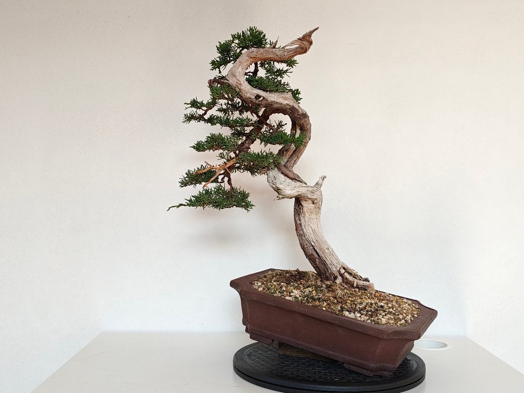 Shimpaku bonsai - Chinese jeneverbes, Tuin en Terras, Planten | Bomen, Bloeit niet, Overige soorten, Minder dan 100 cm, Ophalen
