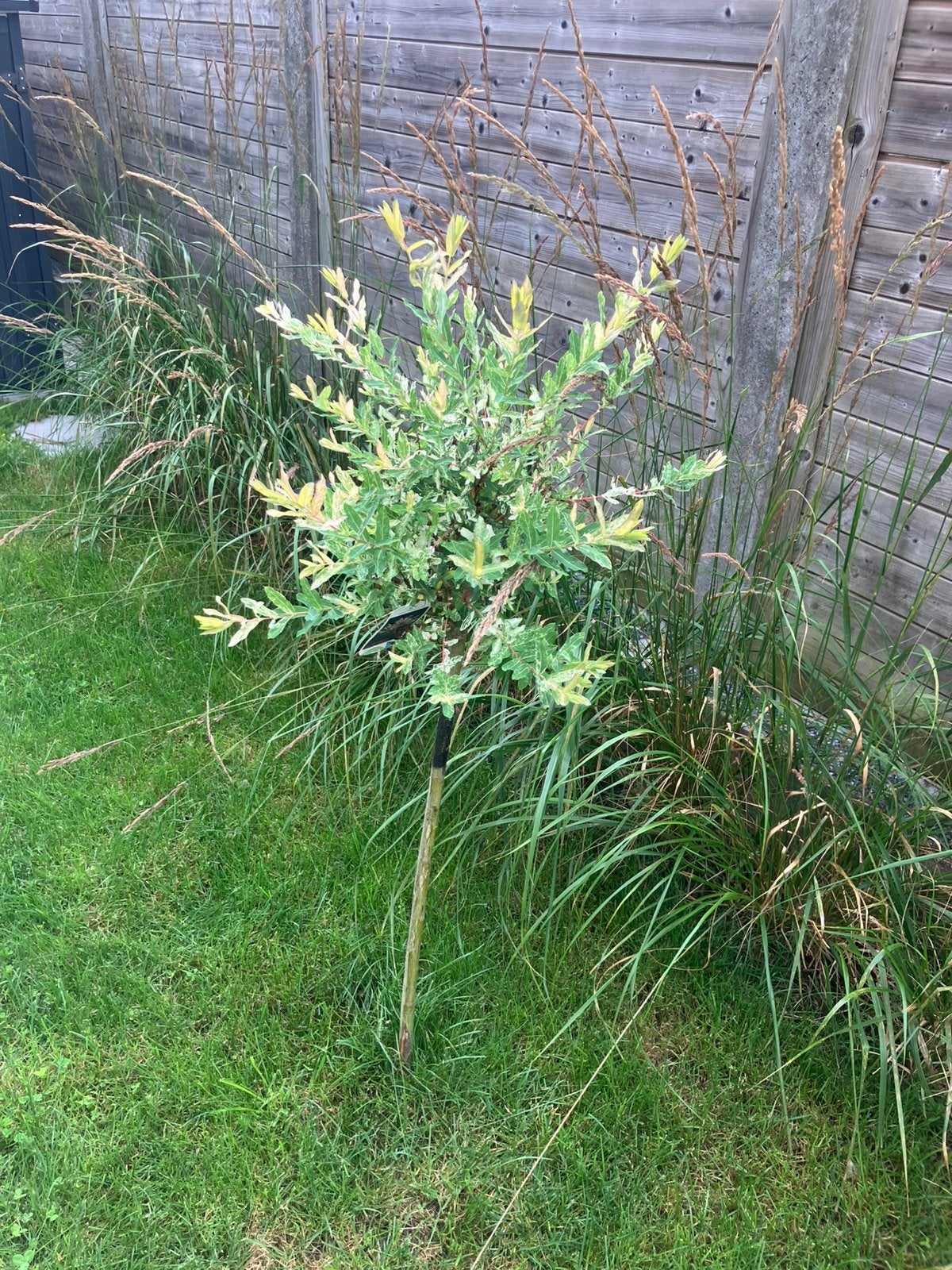 Salix boompje, Tuin en Terras, Halfschaduw, Lente, 100 tot 250 cm, Ophalen