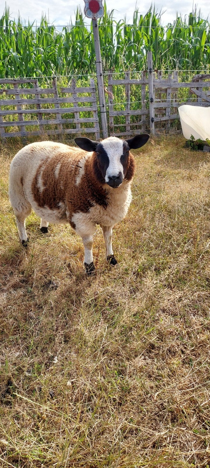 Baggerbonte bok, Dieren en Toebehoren, Schapen, Geiten en Varkens, Mannelijk, Schaap, 0 tot 2 jaar