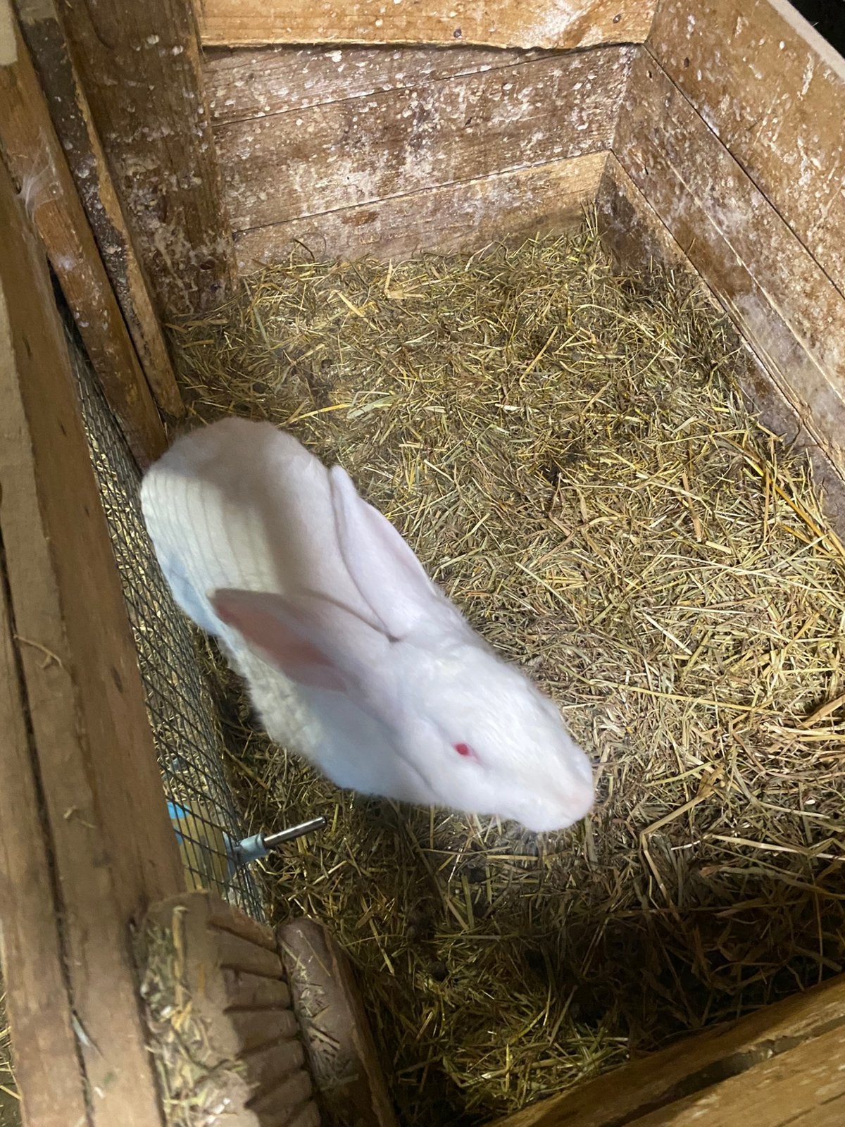 Witte van dendermonde voedster (gedekt), Dieren en Toebehoren, Konijnen, Groot, Vrouwelijk, 0 tot 2 jaar