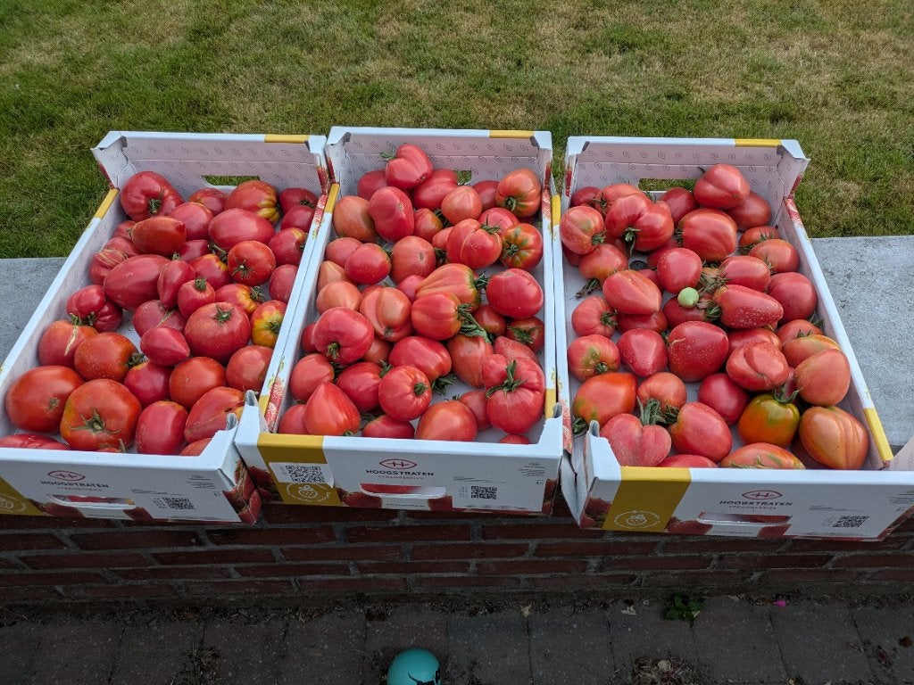 Tomaten, Enlèvement