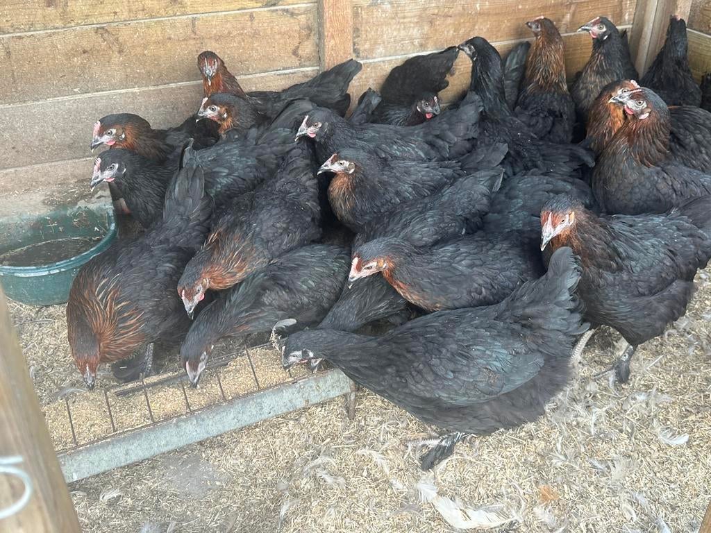 Marans hennen zwart