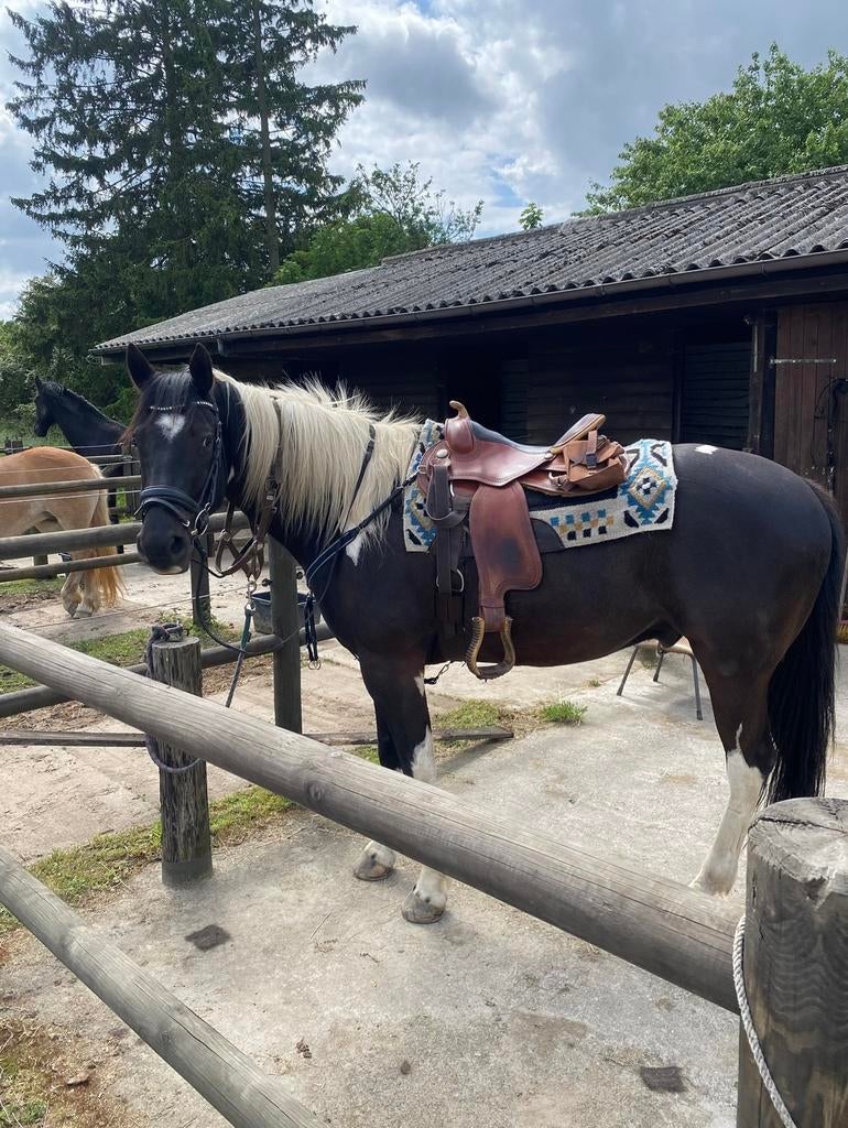 Wandelpaard, Dieren en Toebehoren, Paarden, Gechipt, Ruin, Zadelmak, 7 tot 10 jaar