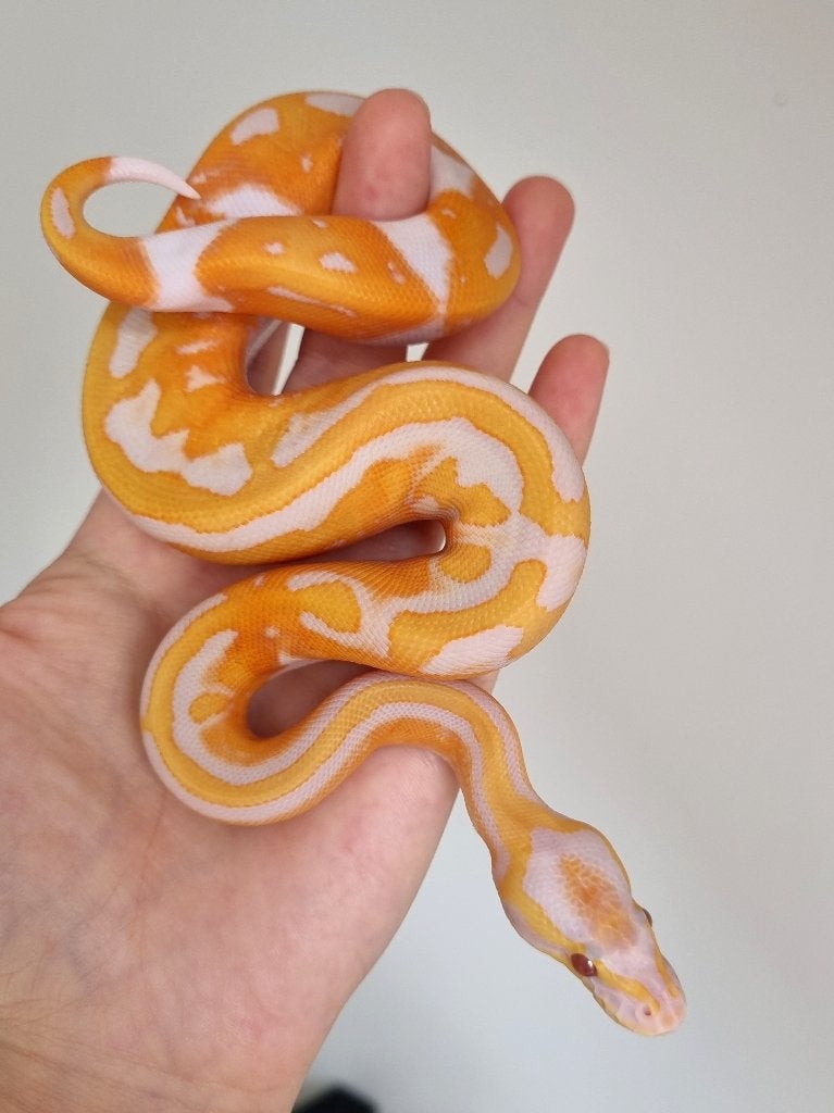1.0 black head dreamsicle koningspython Ball Python - male for sale from Mex