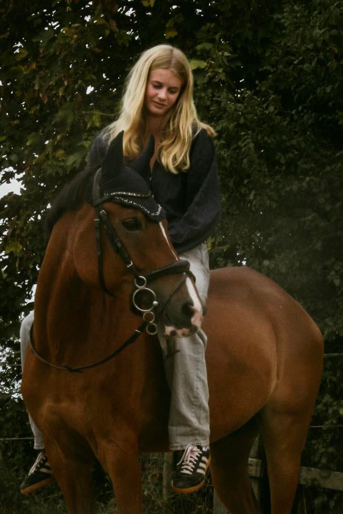 Ruiter aangeboden, Dieren en Toebehoren, Paarden, Springpaard