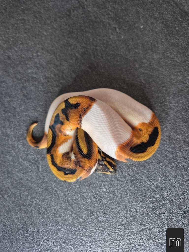 Python regius, Dieren en Toebehoren, Reptielen en Amfibieën, Slang, 0 tot 2 jaar