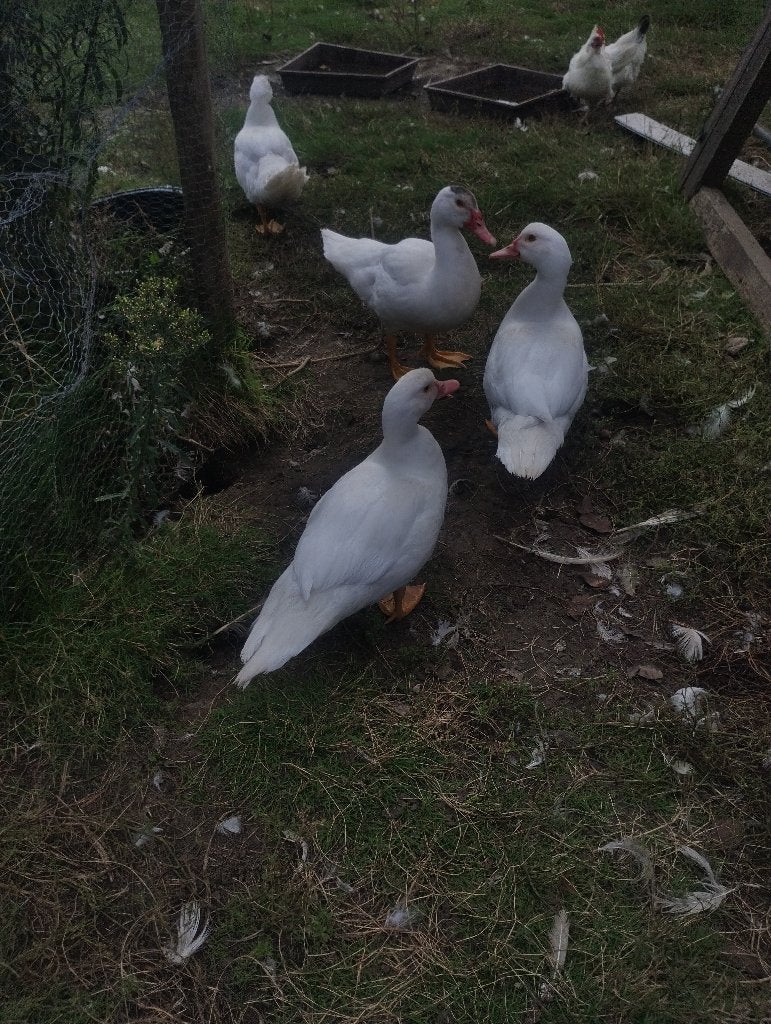 Barberie eenden, Animaux & Accessoires, Sexe inconnu, Canard