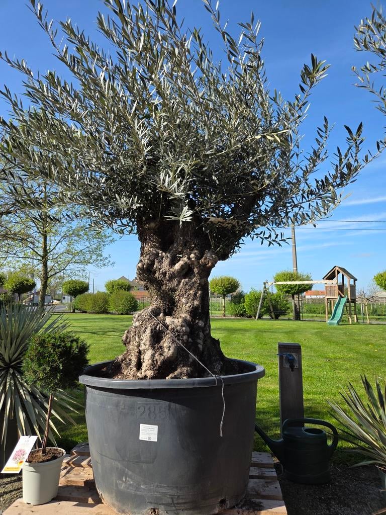 Olijfboom Olea Europaea Bonsai, Tuin en Terras, Ophalen, Olijfboom