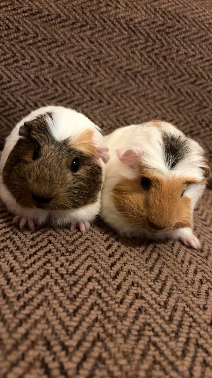 cavia, Dieren en Toebehoren, Knaagdieren, Juni, Meerdere dieren, Cavia