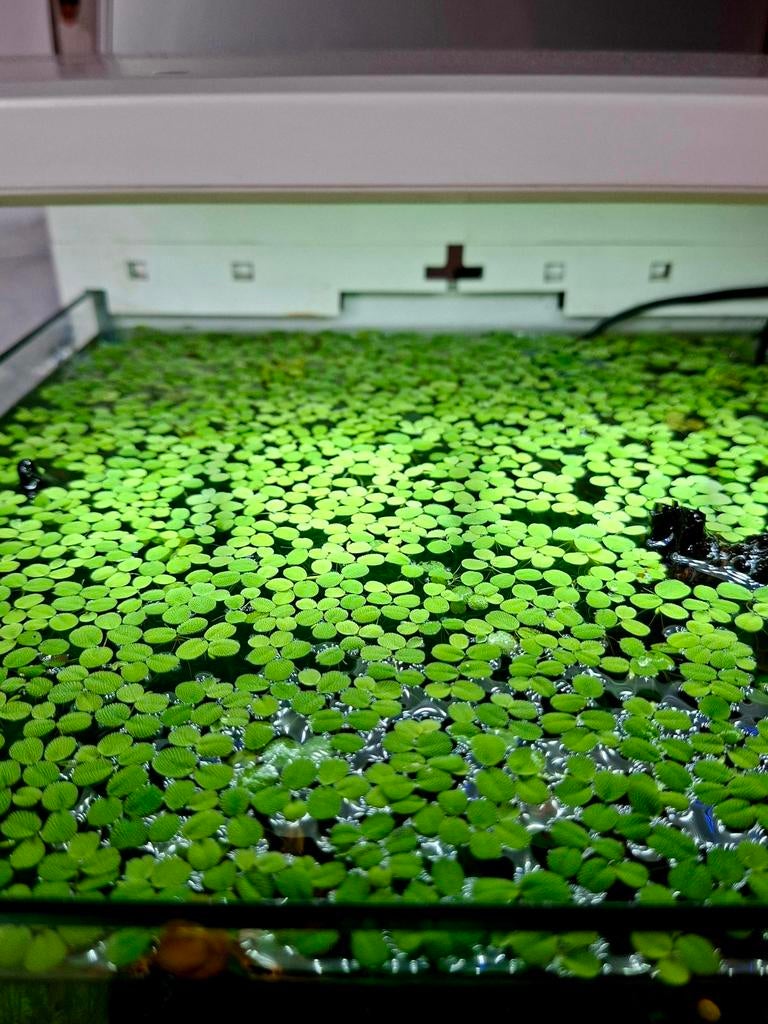 Aquariumplant: Salvinia minima, Ophalen of Verzenden