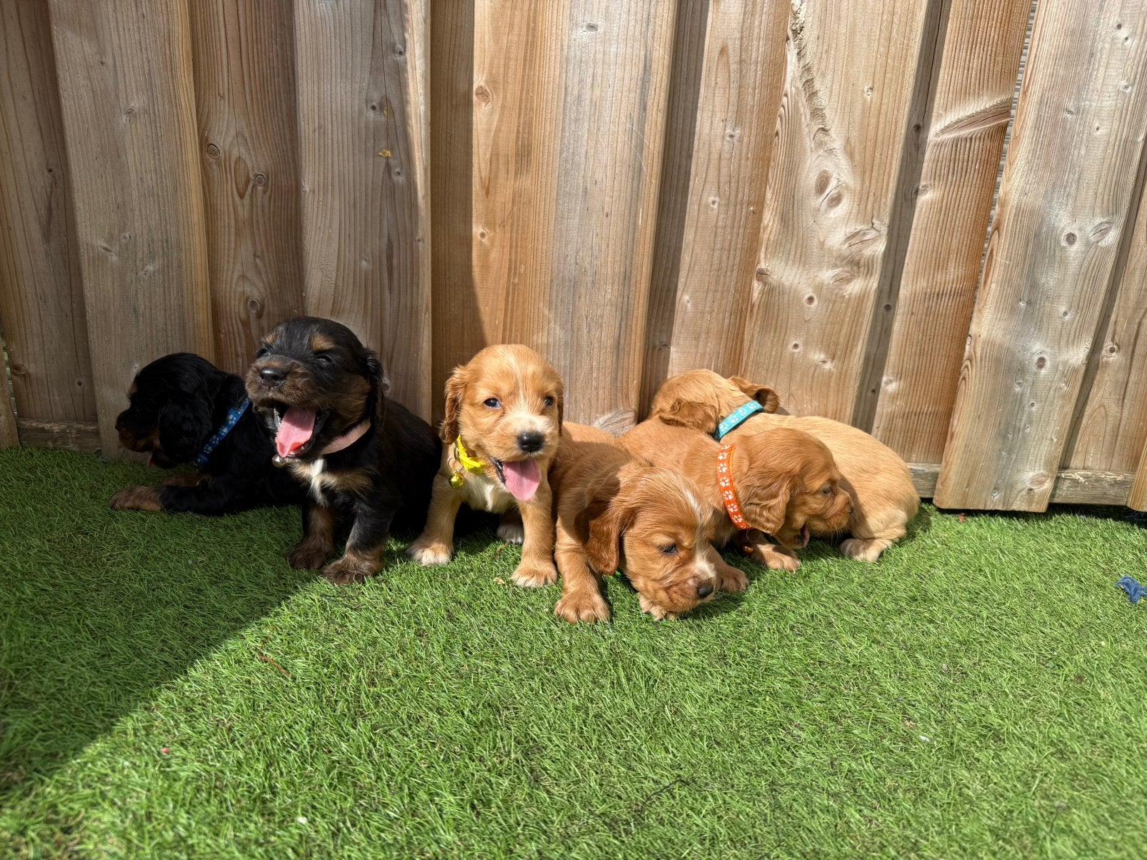 Mooie engelse cockerspaniel pups, Animaux & Accessoires, Chiens | Retrievers, Épagneuls & Chiens d'eau, Plusieurs animaux, Épagneul