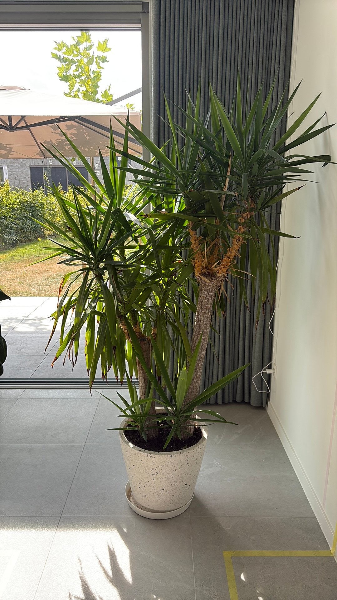 Yukka plant 190cm hoog, Bloeit niet, Overige soorten, 100 tot 250 cm, Ophalen