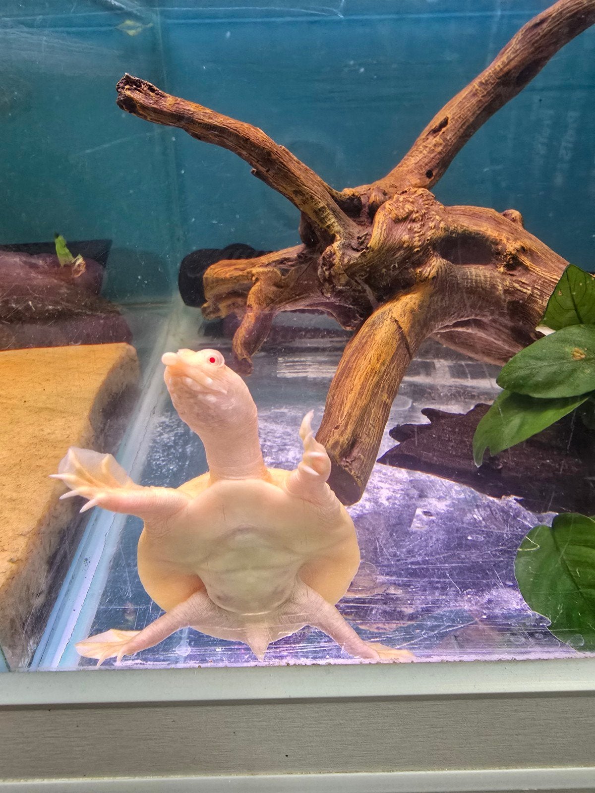 Chinese weekschildpad (Pelodiscus sinensis) –nk 2026, Dieren en Toebehoren