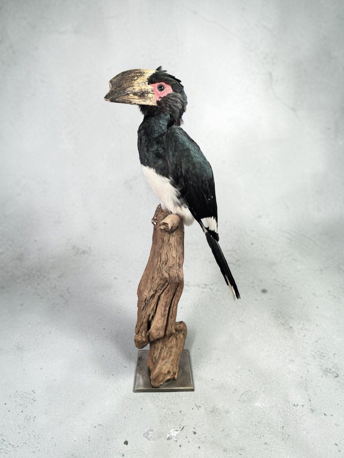 Calao trompette en peluche — taxidermie, Enlèvement ou Envoi, Neuf, Oiseaux, Animal empaillé