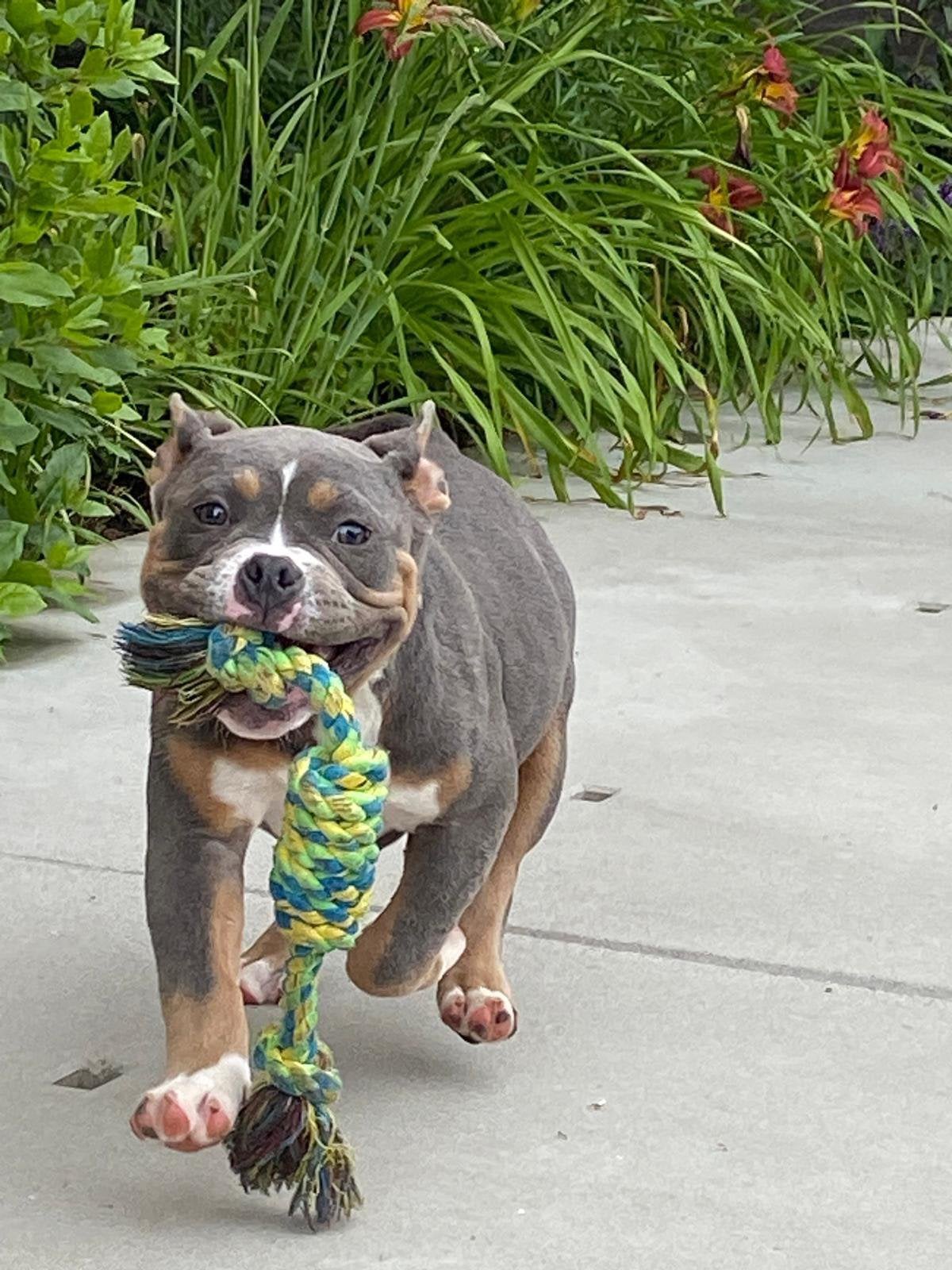 Amarican bully teefjes, Dieren en Toebehoren, Honden | Bulldogs, Pinschers en Molossers, Teef, Overige rassen, Fokker | Professioneel