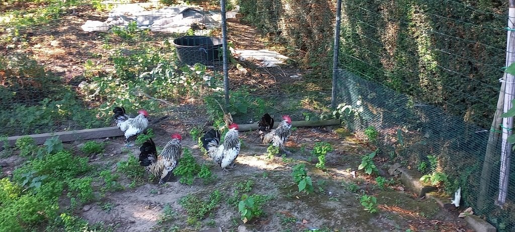 Ukkelse Krielen, Dieren en Toebehoren, Vogels | Overige Vogels, Mannelijk, Tam