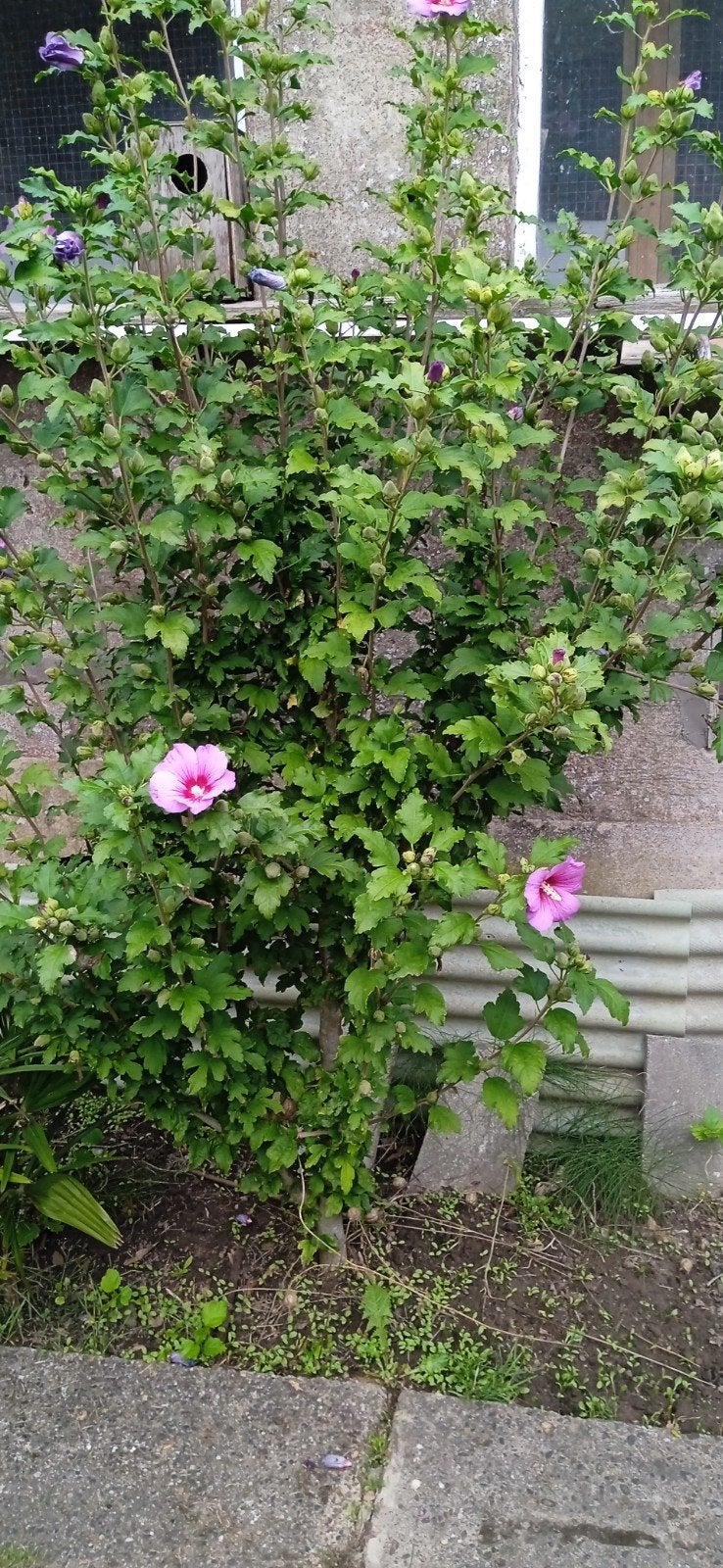 plantes, Jardin & Terrasse, Enlèvement ou Envoi