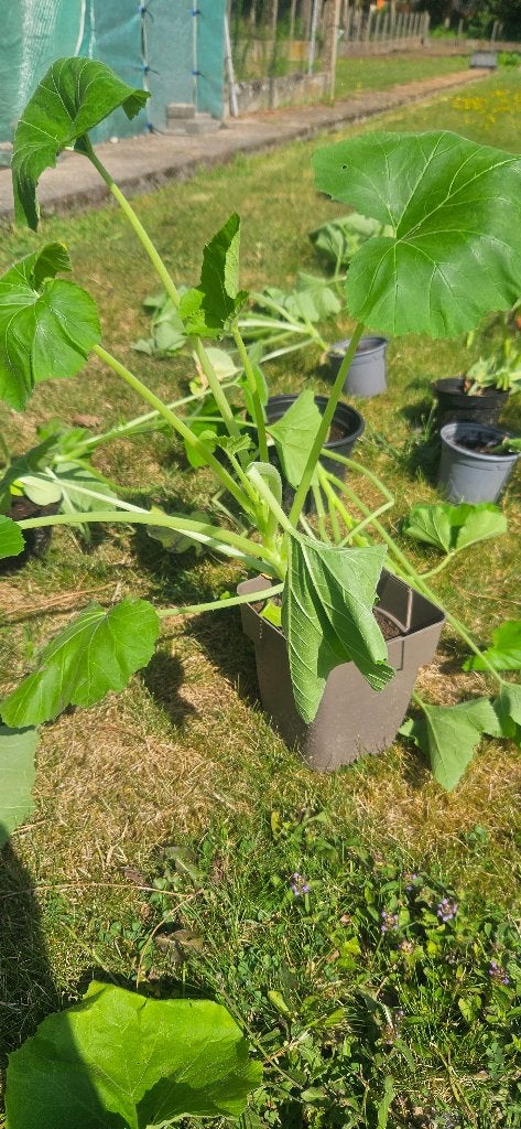 Pompoen, Enlèvement, Annuelle, Plantes potagères, Mi-ombre