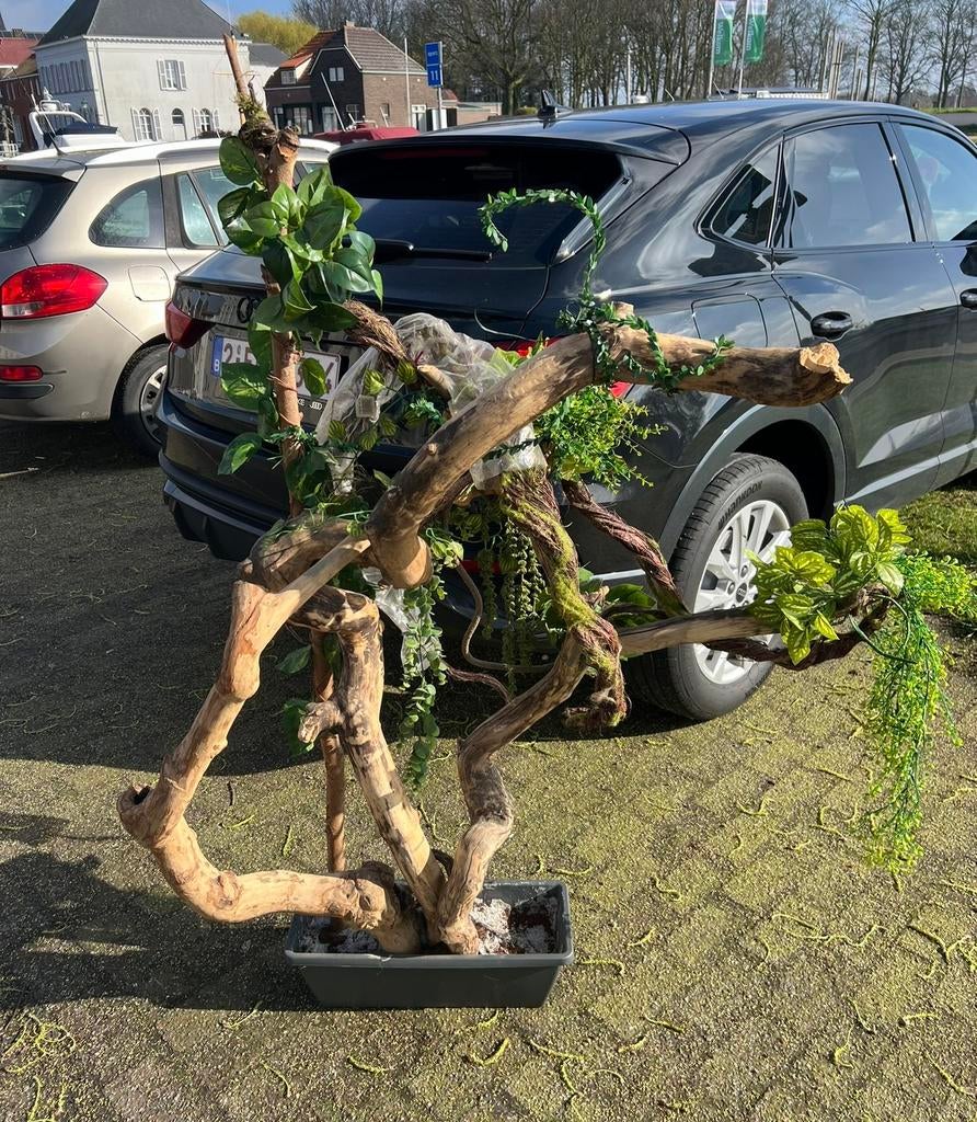 Super leuk klim gebied voor kameleon!, Dieren en Toebehoren, Ophalen