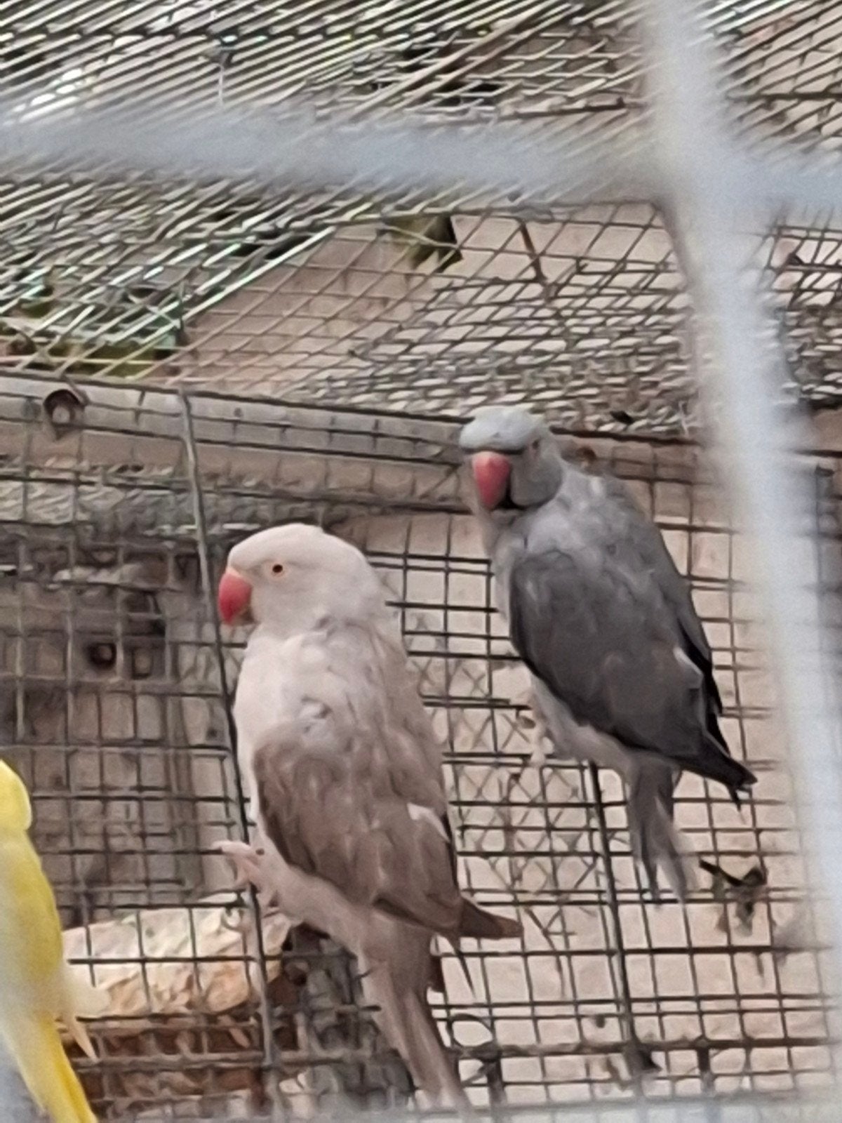 perruches à collier, Animaux & Accessoires, Oiseaux | Perruches & Perroquets