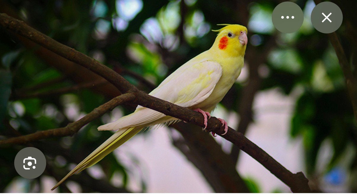 Gele valkparkiet man !OPZOEK!, Dieren en Toebehoren, Vogels | Overige Vogels, Mannelijk