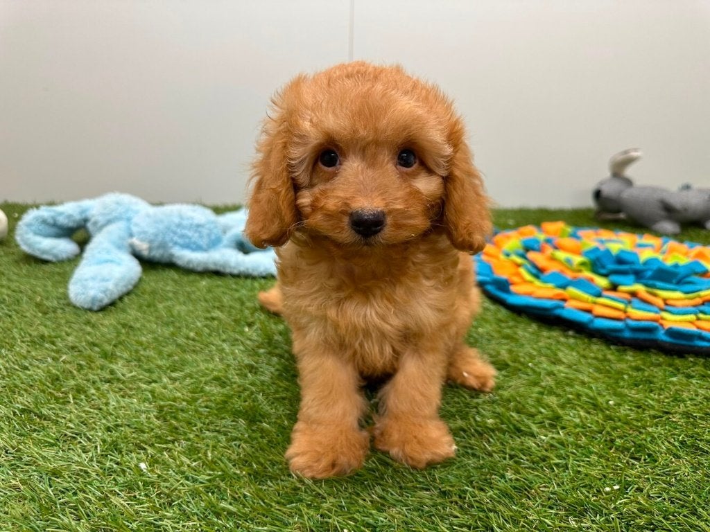 Toy Poedel pups, Poedel, België, Reu, 8 tot 15 weken