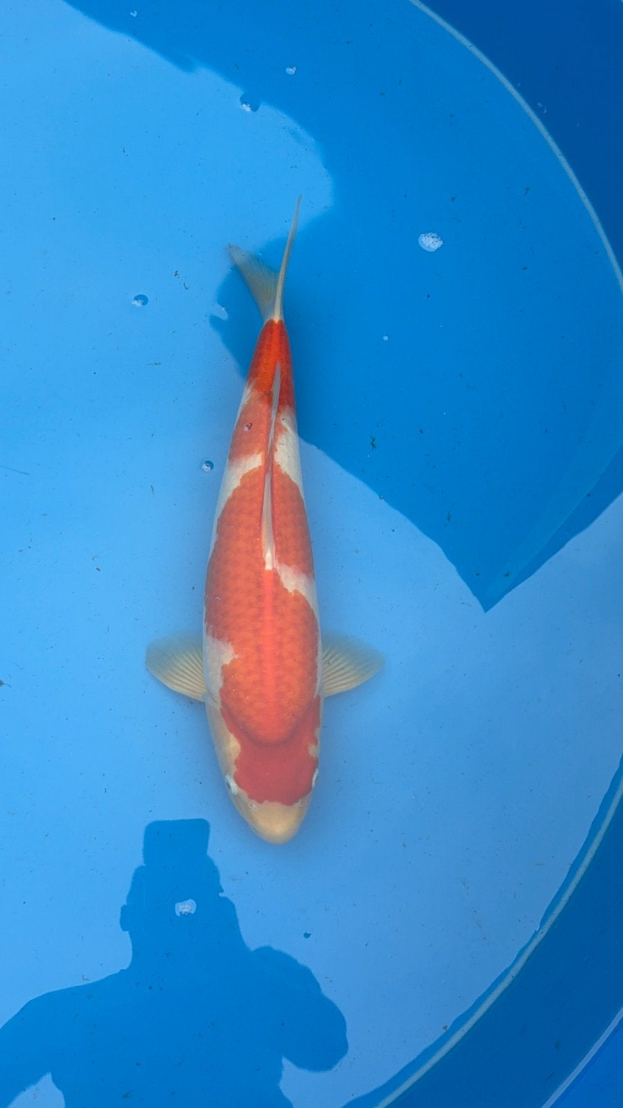 te koop kohaku, Dieren en Toebehoren