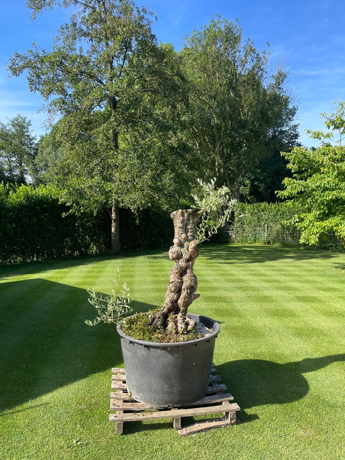 OLEA EUROPAEA - olijfboom in pot, Ophalen, In pot, Olijfboom