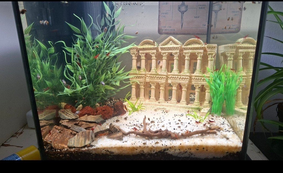 aquarium, Enlèvement, Decoratie