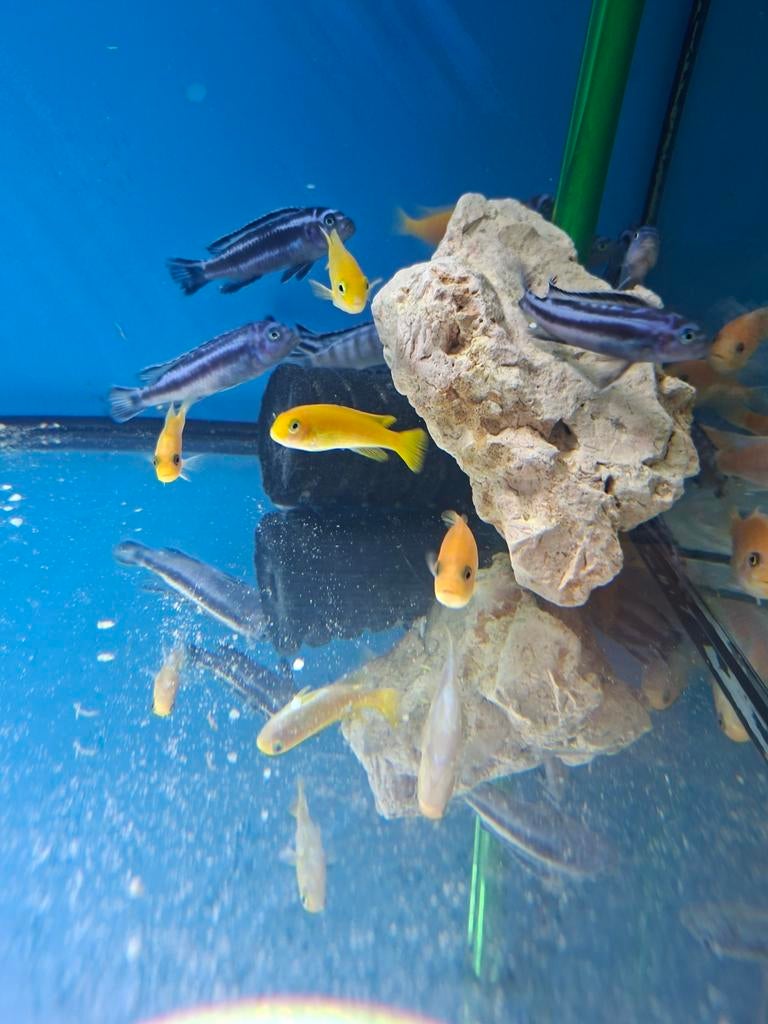 Pseudotropheus maingano 7 cm, Dieren en Toebehoren
