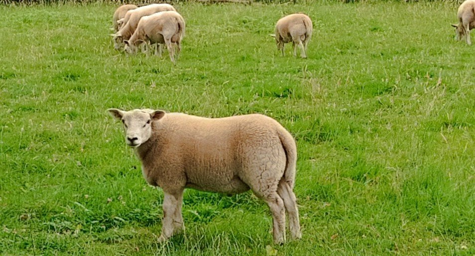 Vier jonge rammen en drie jonge miekes.