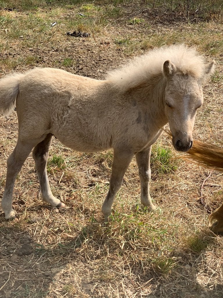 Veulentjes, Dieren en Toebehoren, Hengst, Gechipt, 0 tot 2 jaar