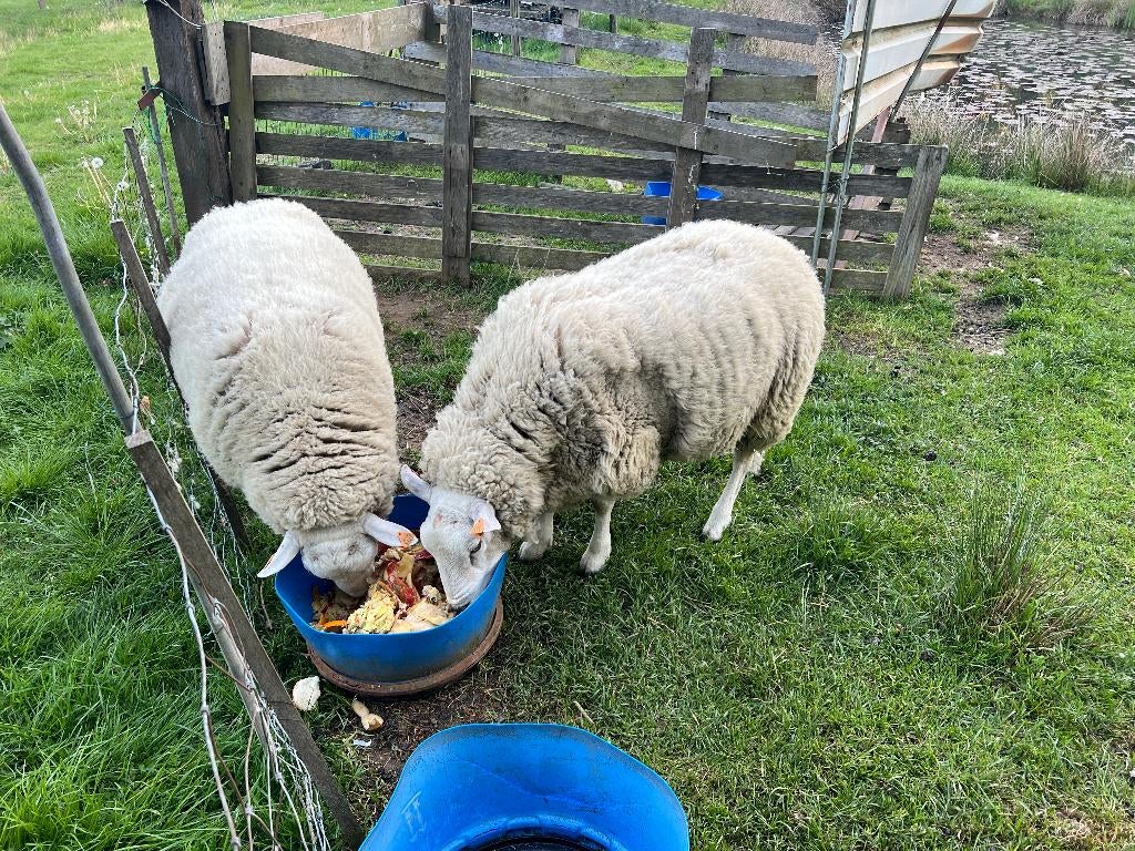 Schaap ram - 2 stuks, Mâle, Mouton, 0 à 2 ans
