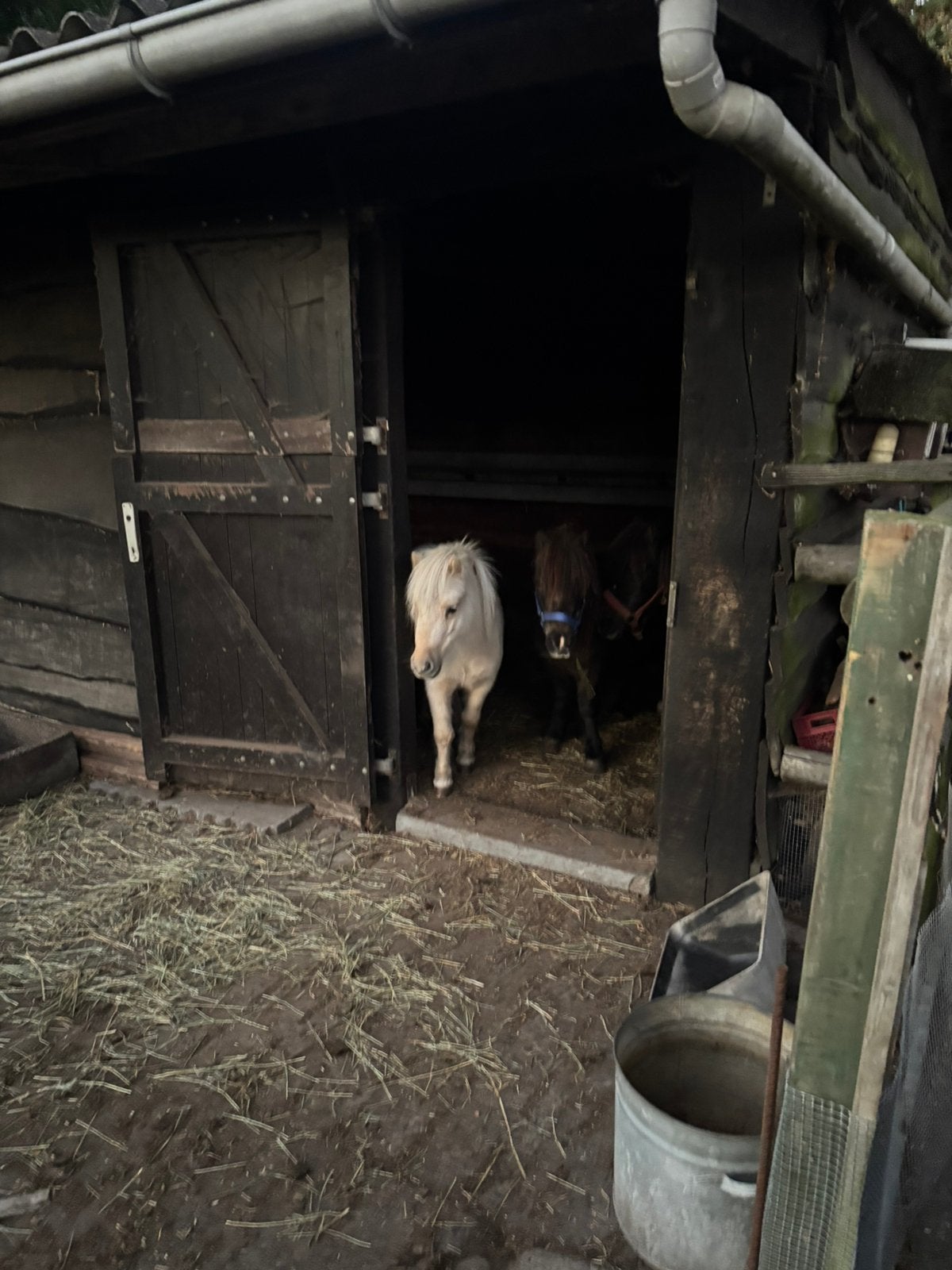 2 juments et 1 étalon Palomino, Animaux & Accessoires, Étalon