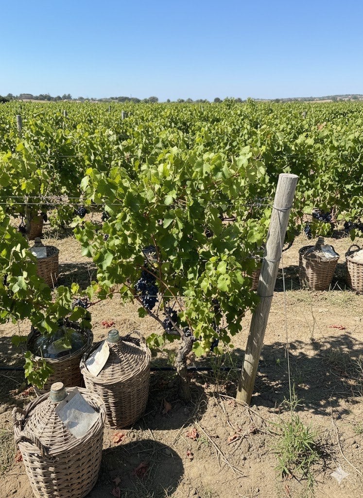 19 très belles bouteilles Basket/Dame-Jeanne/Demijohn, Enlèvement