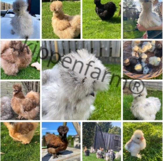 Broedeieren USA Zijdehoen hennen kuikentjes, Dieren en Toebehoren, Pluimvee, Kip, Geslacht onbekend