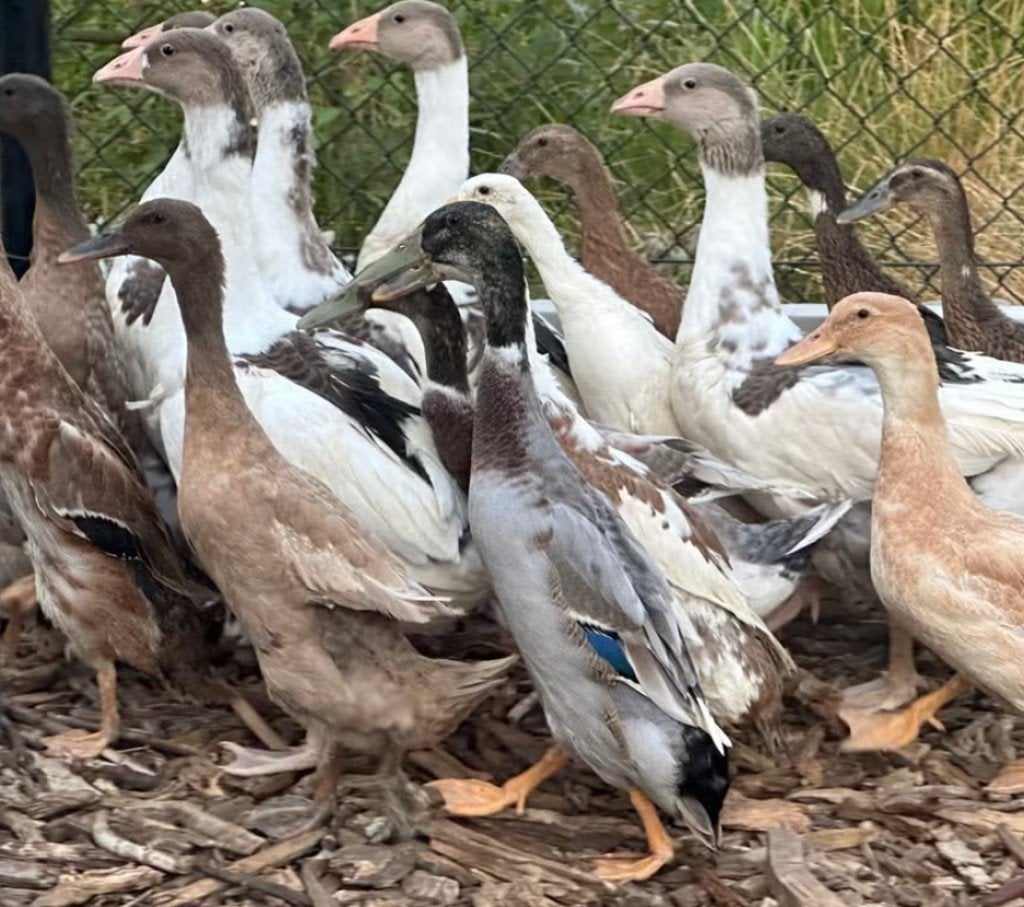Indische loopeenden, Plusieurs animaux, Canard