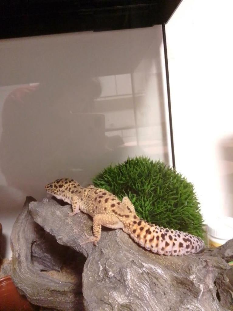 Luipaard gekko's, Dieren en Toebehoren, Reptielen en Amfibieën