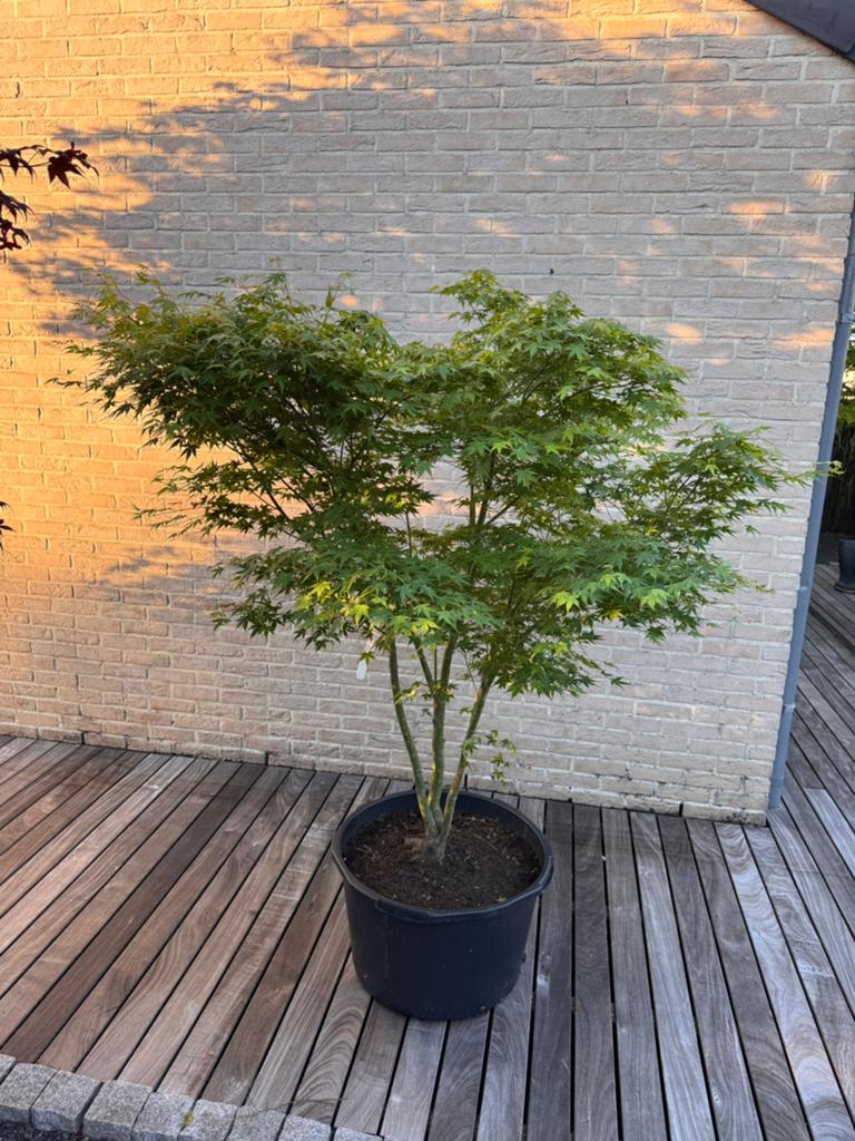 Érable japonais « Acer Palmatum », Jardin & Terrasse, En pot, 100 à 250 cm, Plein soleil, Autres espèces