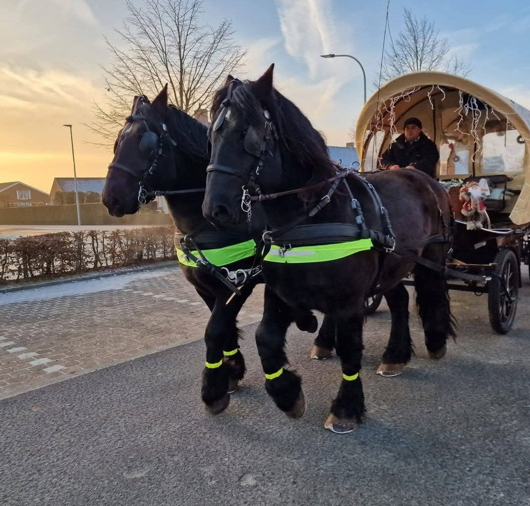 2 zwarte trekpaarden