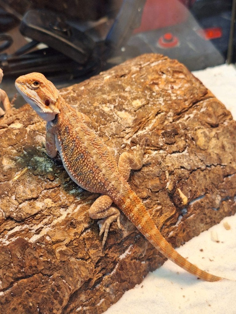 red monster x extreme red blue bar, Animaux & Accessoires, Reptiles & Amphibiens, Lézard, 0 à 2 ans