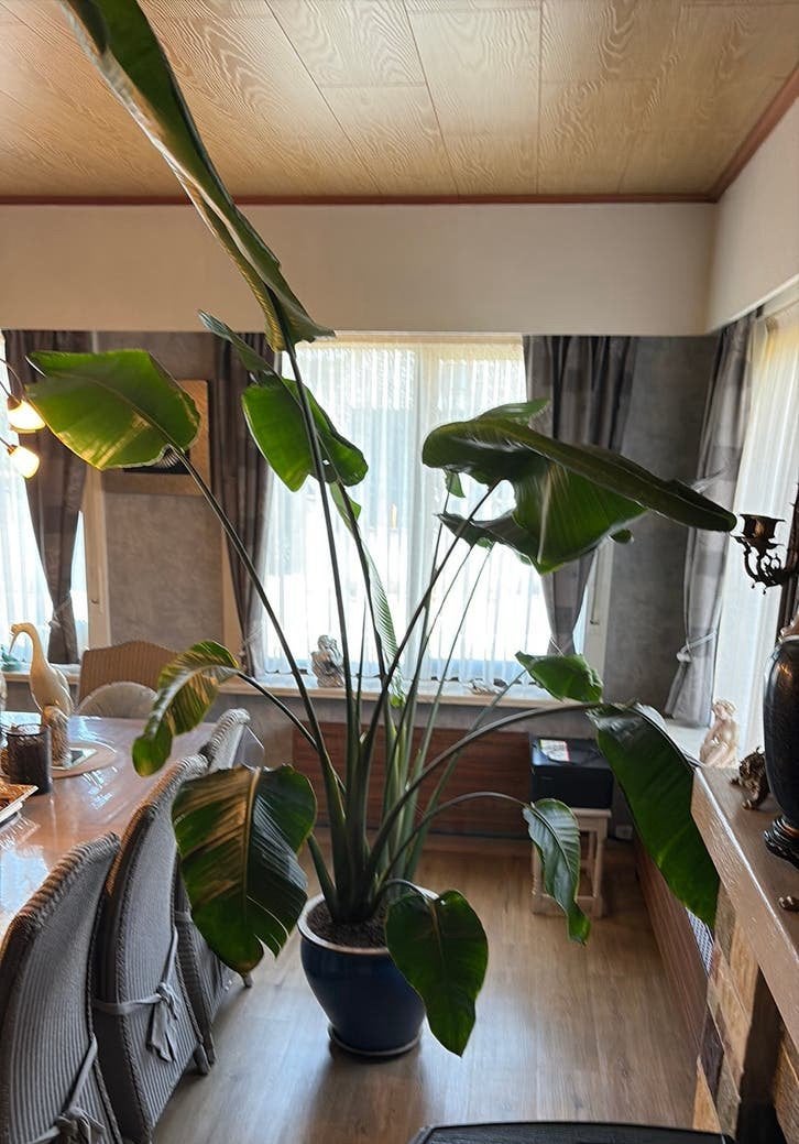 paradijsvogel kamerplant Strelitzia XL blauwe  pot (9620), Huis en Inrichting, Kamerplanten, Ophalen, 200 cm of meer, Overige soorten