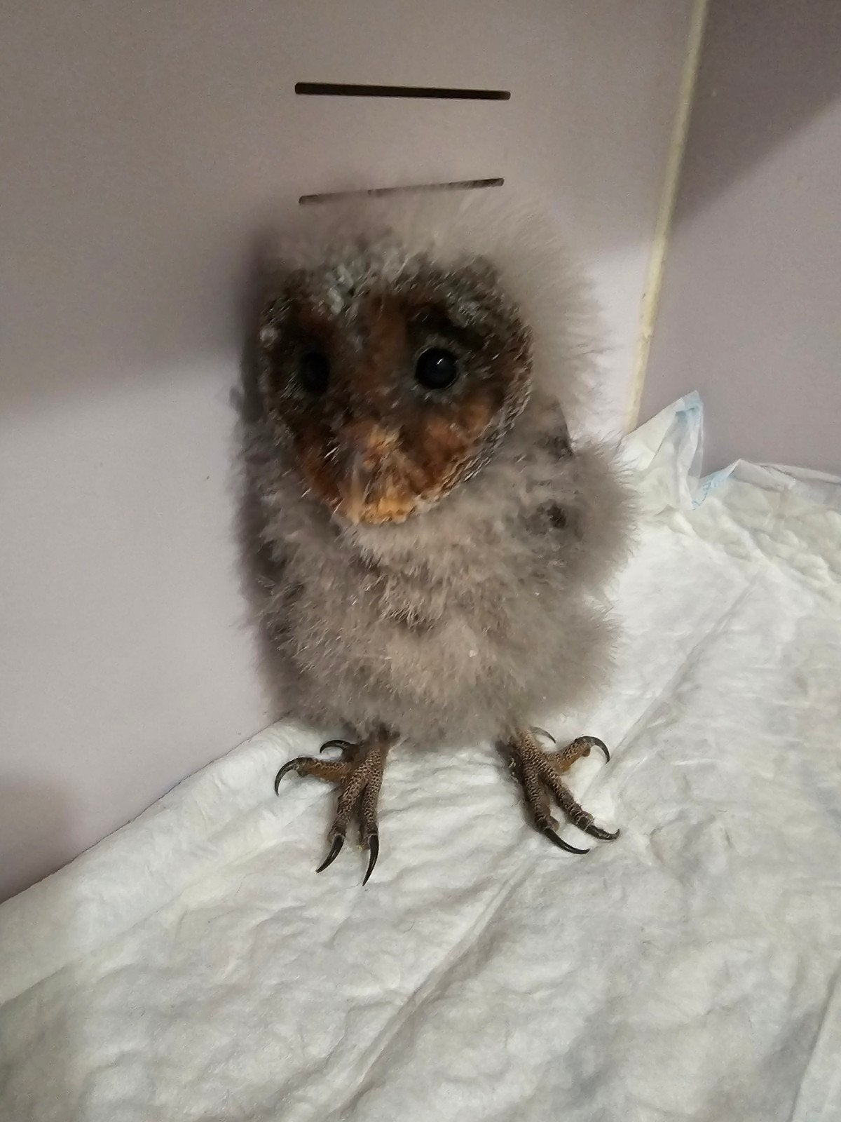 zwart kerkuiltje, Dieren en Toebehoren, Geslacht onbekend