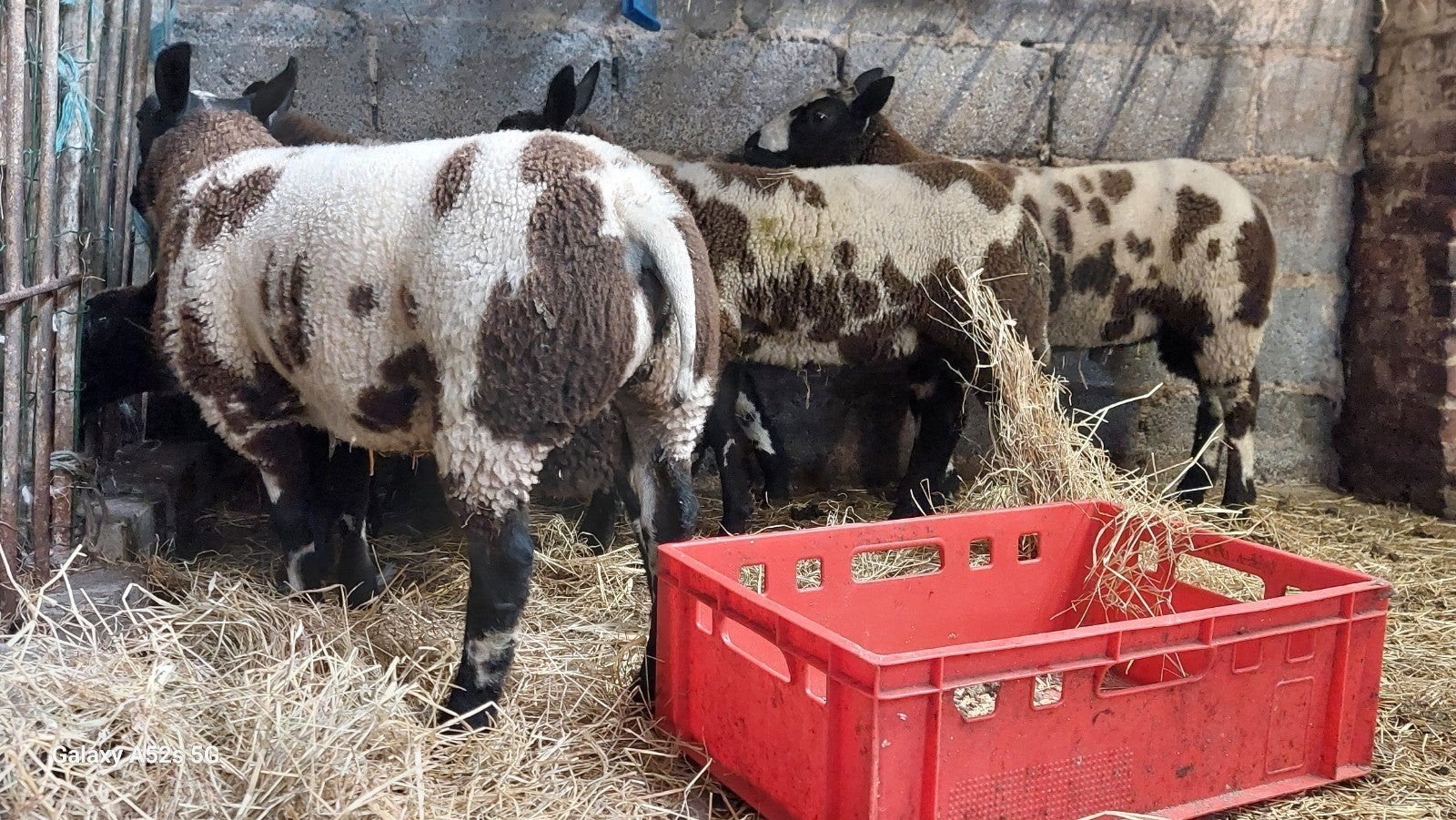 Lammers  bokjes, bok texel verkocht en nog een andere, Dieren en Toebehoren, Mannelijk, Schaap, 0 tot 2 jaar
